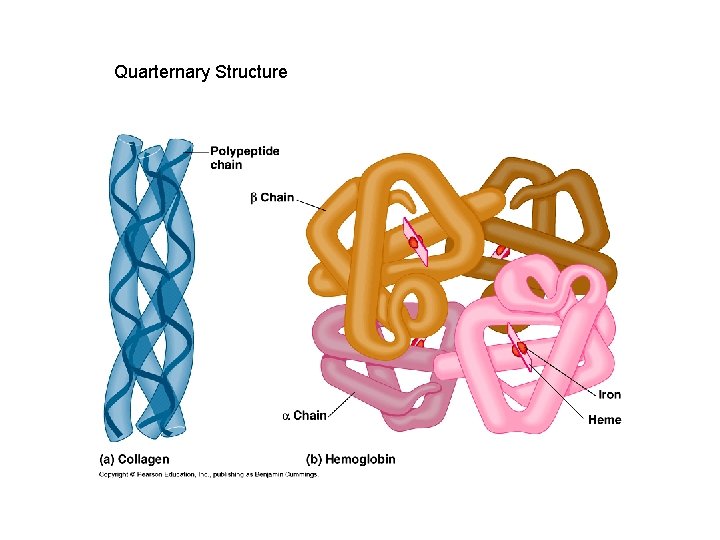 Quarternary Structure 