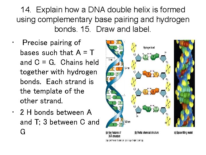 14. Explain how a DNA double helix is formed using complementary base pairing and