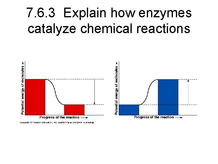 7. 6. 3 Explain how enzymes catalyze chemical reactions 