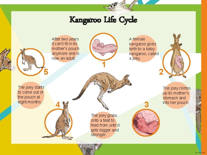 Have You Ever Heard Of An Animal Being