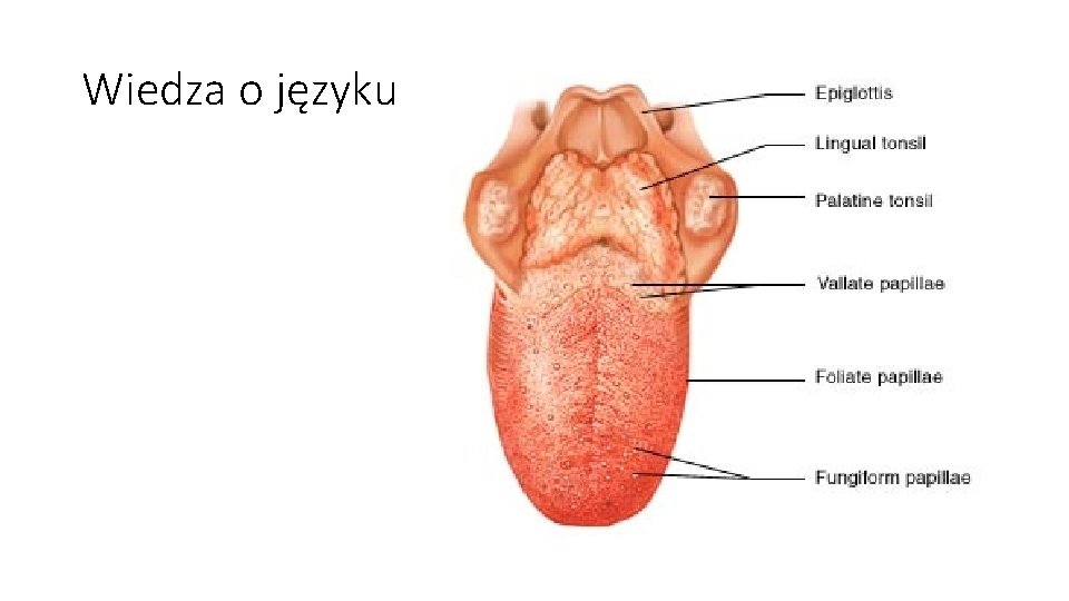 Wiedza o języku Wiedza o języku