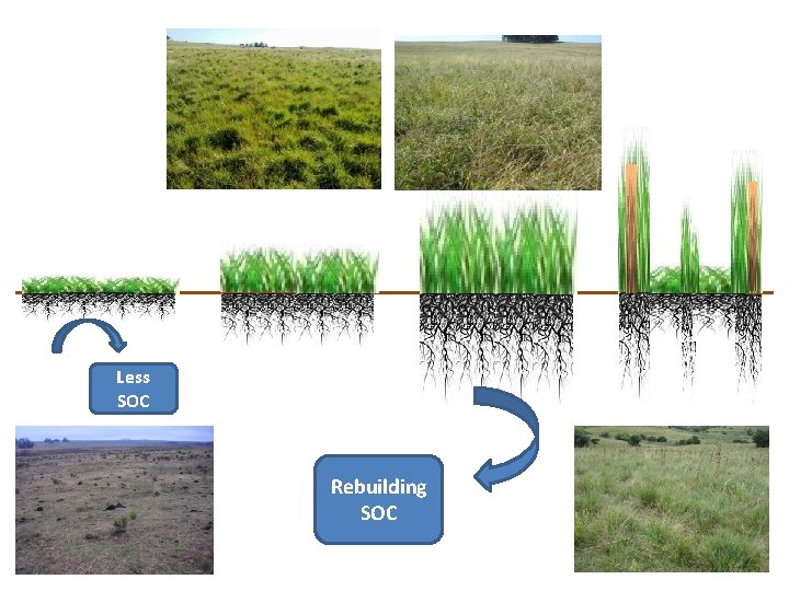 Managing grasslands for productivity and environmental performance in