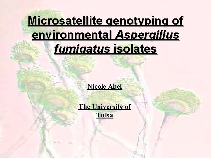 Microsatellite genotyping of environmental Aspergillus fumigatus isolates Nicole Abel The University of Tulsa 