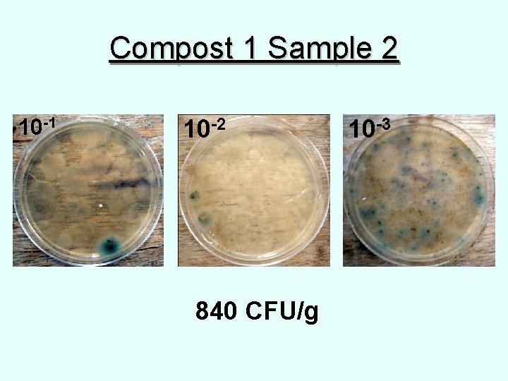 Compost 1 Sample 2 10 -1 10 -2 840 CFU/g 10 -3 