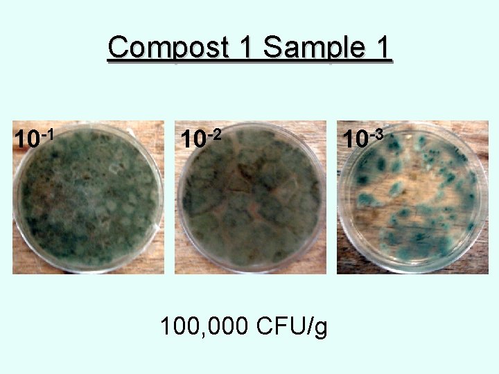 Compost 1 Sample 1 10 -2 100, 000 CFU/g 10 -3 