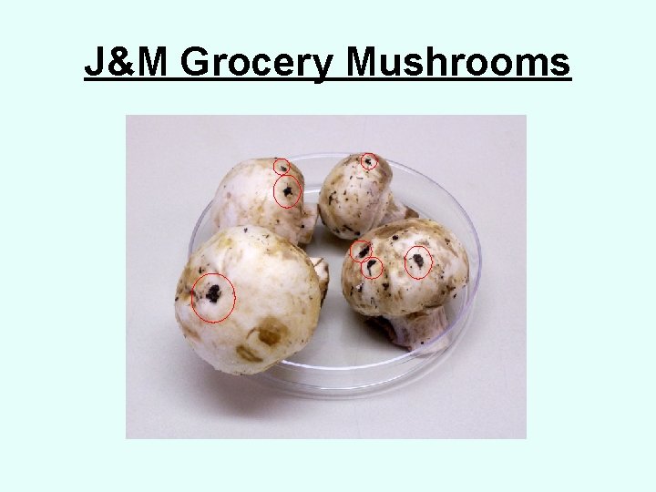 J&M Grocery Mushrooms 