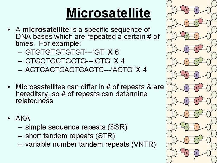 Microsatellite • A microsatellite is a specific sequence of DNA bases which are repeated