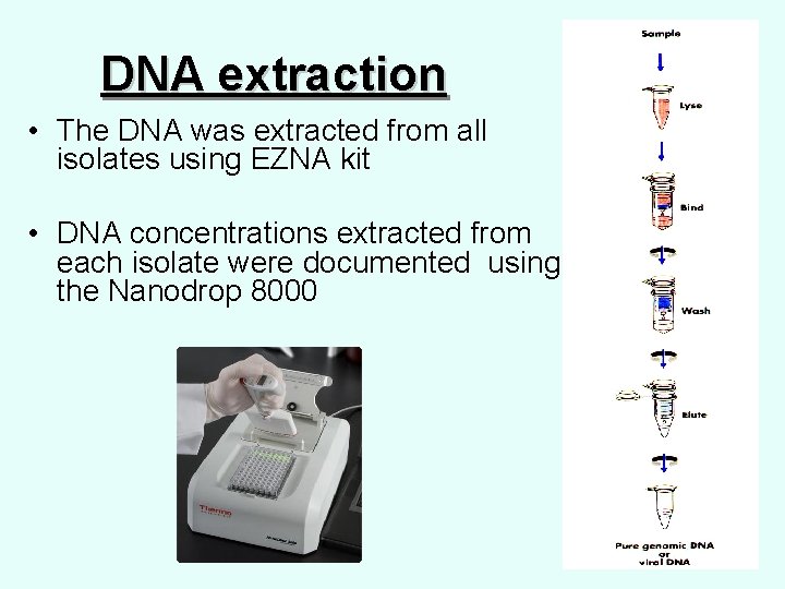  DNA extraction • The DNA was extracted from all isolates using EZNA kit