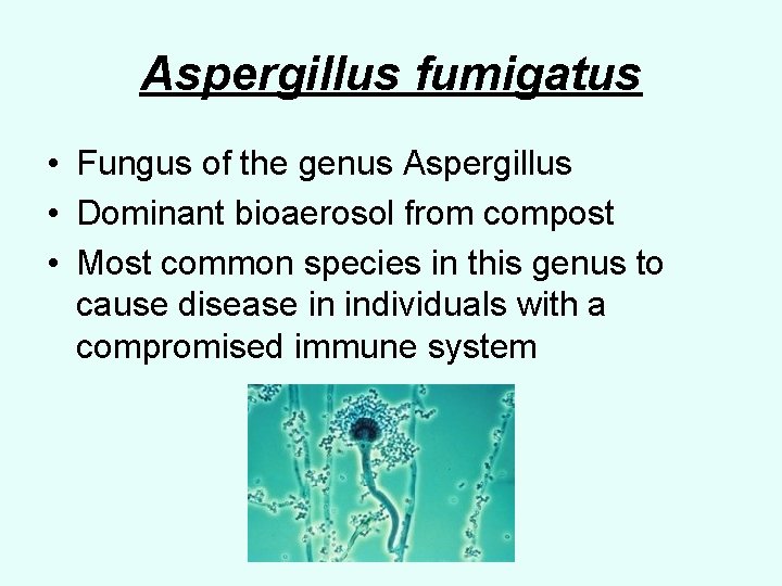 Aspergillus fumigatus • Fungus of the genus Aspergillus • Dominant bioaerosol from compost •