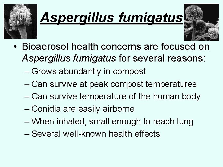 Aspergillus fumigatus • Bioaerosol health concerns are focused on Aspergillus fumigatus for several reasons: