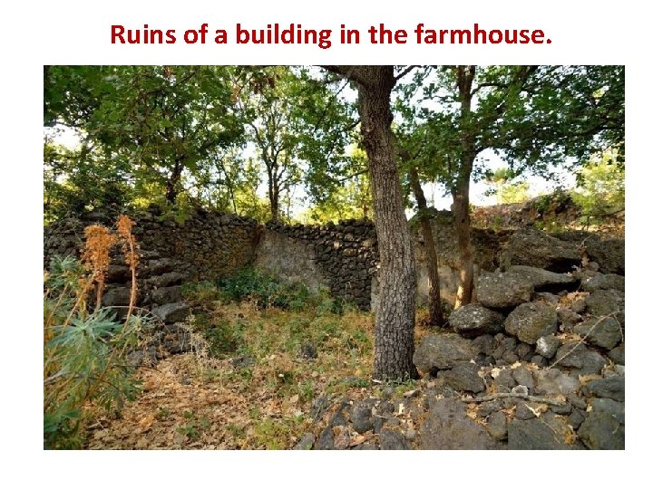 Ruins of a building in the farmhouse. 