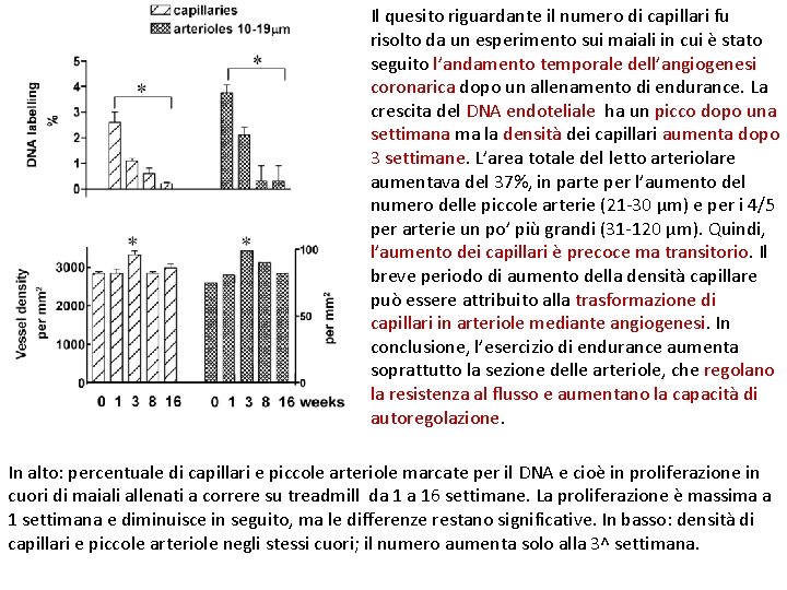 Il quesito riguardante il numero di capillari fu risolto da un esperimento sui maiali