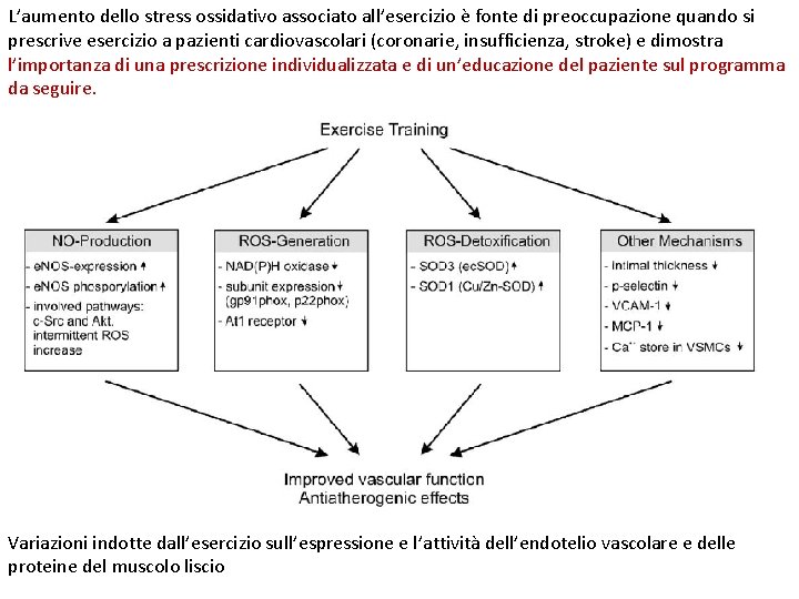 L’aumento dello stress ossidativo associato all’esercizio è fonte di preoccupazione quando si prescrive esercizio