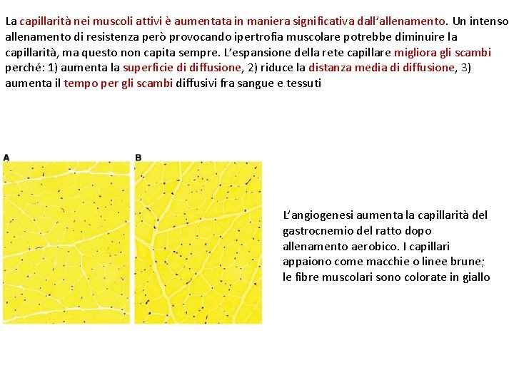 La capillarità nei muscoli attivi è aumentata in maniera significativa dall’allenamento. Un intenso allenamento