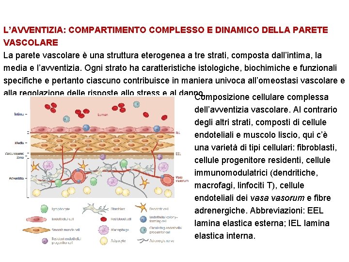 L’AVVENTIZIA: COMPARTIMENTO COMPLESSO E DINAMICO DELLA PARETE VASCOLARE La parete vascolare è una struttura