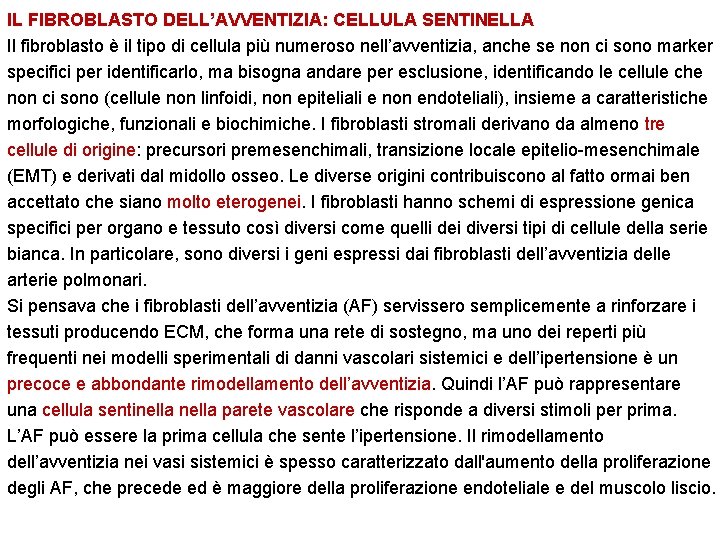 IL FIBROBLASTO DELL’AVVENTIZIA: CELLULA SENTINELLA Il fibroblasto è il tipo di cellula più numeroso