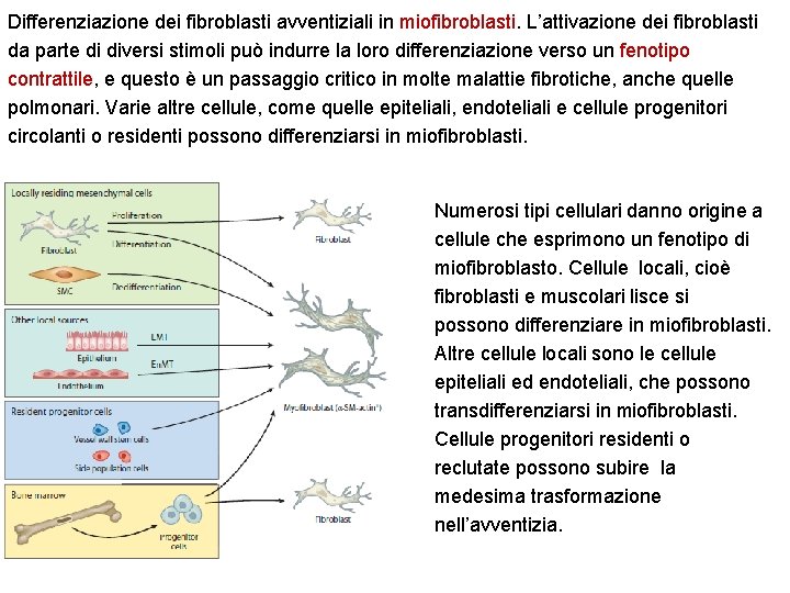 Differenziazione dei fibroblasti avventiziali in miofibroblasti. L’attivazione dei fibroblasti da parte di diversi stimoli