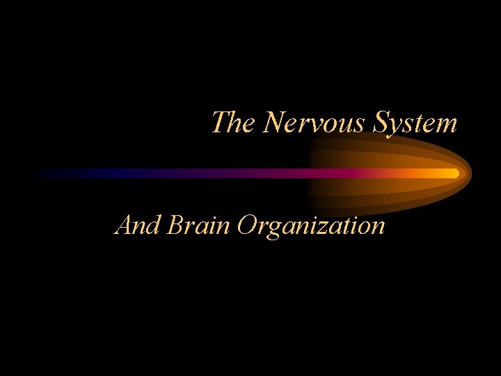 The Nervous System And Brain Organization 