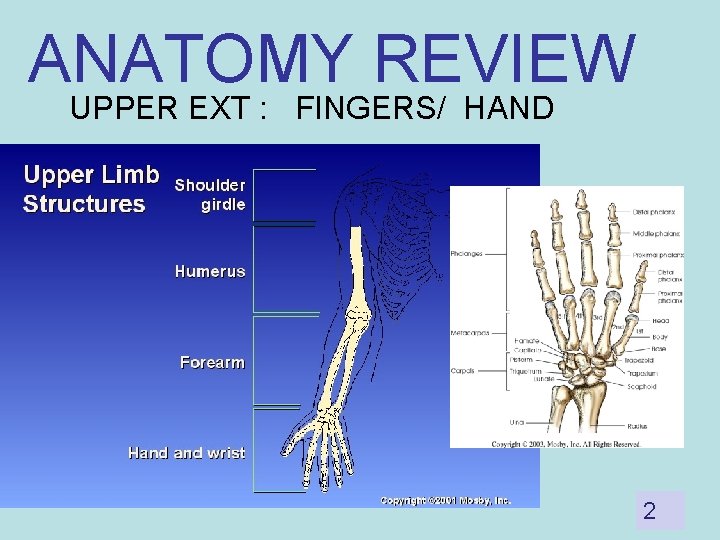 ANATOMY REVIEW UPPER EXT : FINGERS/ HAND 2 