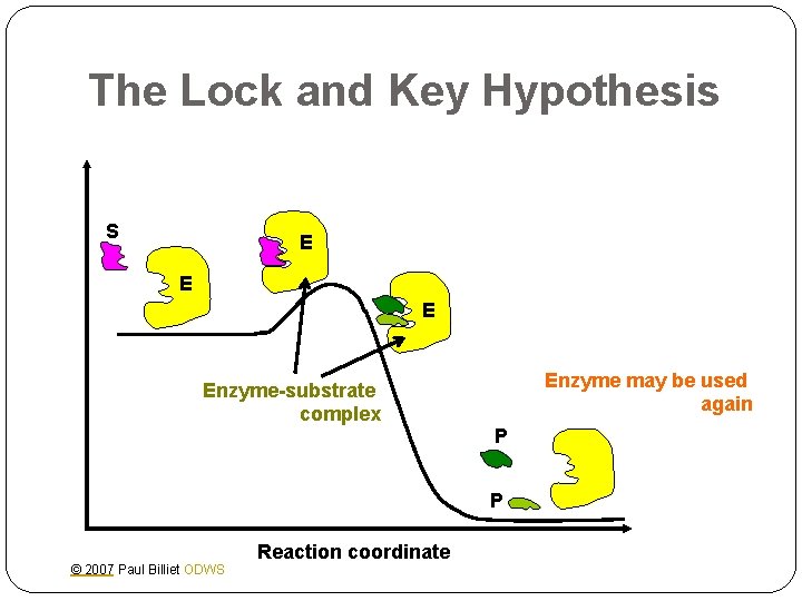 The Lock and Key Hypothesis S E Enzyme-substrate complex Enzyme may be used again