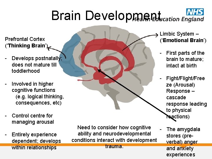 Brain Development Prefrontal Cortex (‘Thinking Brain’) - Develops postnatally; does not mature till toddlerhood Brain Development Prefrontal Cortex (‘Thinking Brain’) - Develops postnatally; does not mature till toddlerhood