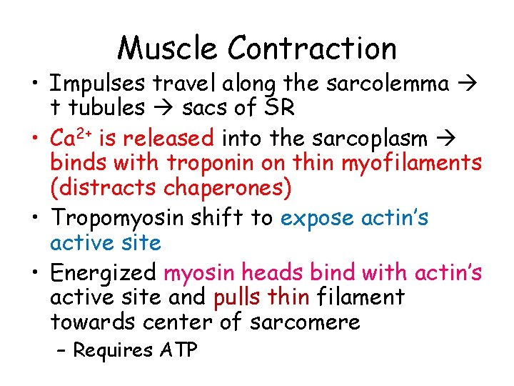 Muscle Contraction • Impulses travel along the sarcolemma t tubules sacs of SR •