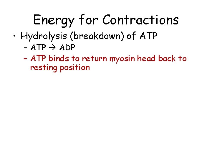 Energy for Contractions • Hydrolysis (breakdown) of ATP – ATP ADP – ATP binds