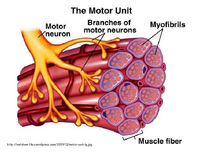 http: //natchem. files. wordpress. com/2009/11/motor-unit-lg. jpg 