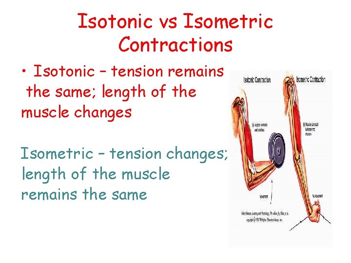 Isotonic vs Isometric Contractions • Isotonic – tension remains the same; length of the