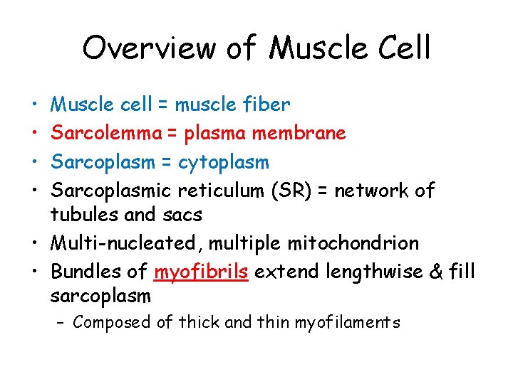 Overview of Muscle Cell • • Muscle cell = muscle fiber Sarcolemma = plasma