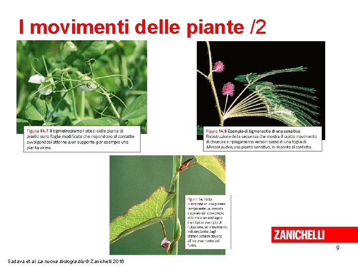 I movimenti delle piante /2 9 Sadava et al. La nuova biologia. blu ©