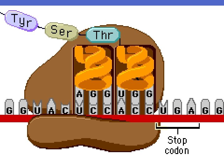 Translation Mutations Examples FROM GENE TO PROTEIN TRANSLATION MUTATIONS Chapter 17