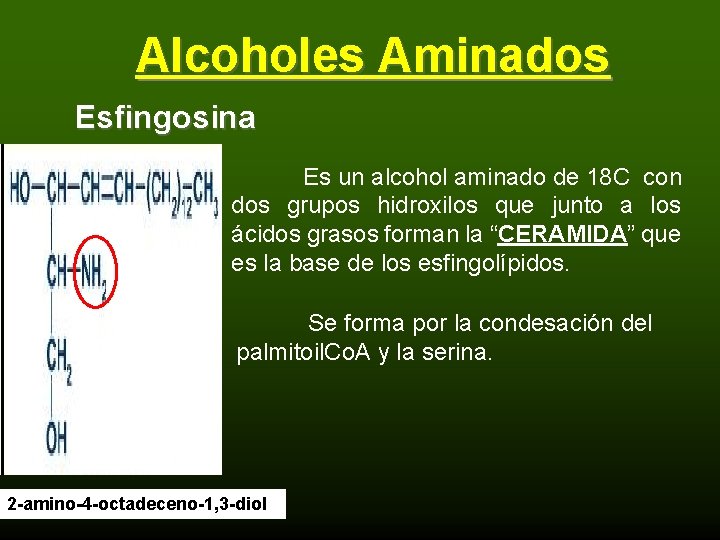 Alcoholes Aminados Esfingosina Es un alcohol aminado de 18 C con dos grupos hidroxilos