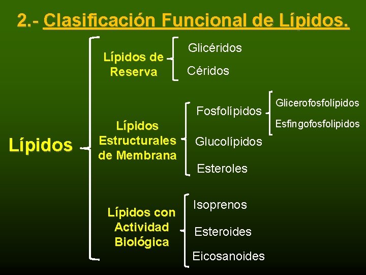 2. - Clasificación Funcional de Lípidos de Reserva Glicéridos Céridos Fosfolípidos Lípidos Estructurales de