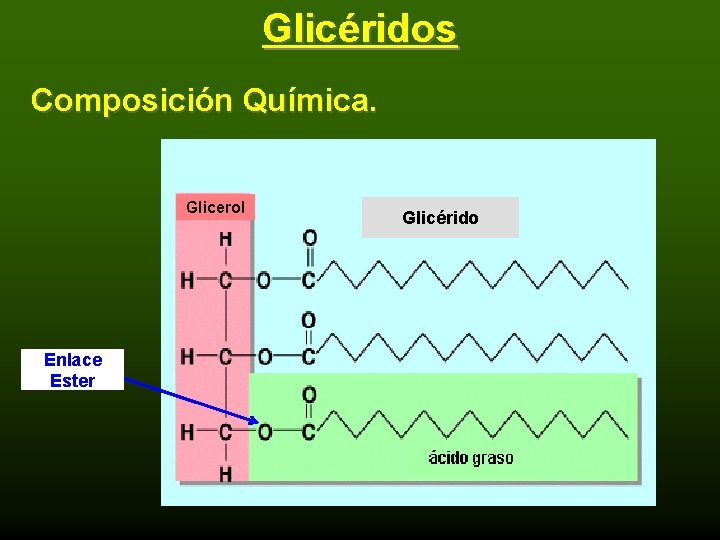 Glicéridos Composición Química. Glicerol Enlace Ester Glicérido 