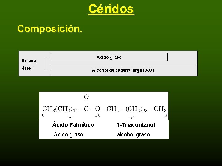 Céridos Composición. Ácido graso Enlace éster Alcohol de cadena larga (C 30) Ácido Palmítico