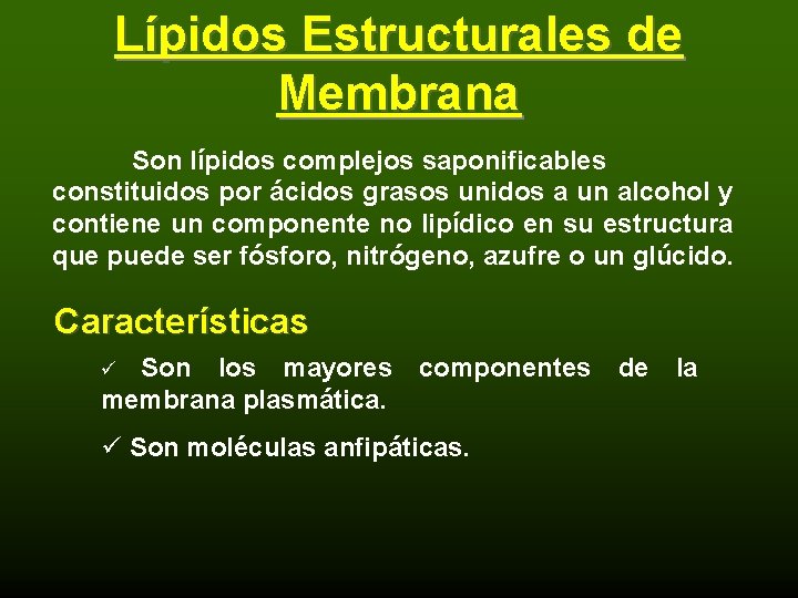 Lípidos Estructurales de Membrana Son lípidos complejos saponificables constituidos por ácidos grasos unidos a