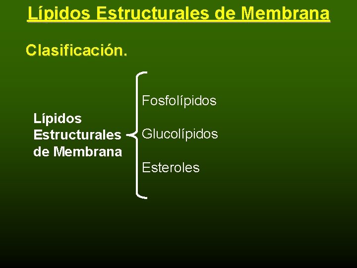 Lípidos Estructurales de Membrana Clasificación. Fosfolípidos Lípidos Estructurales de Membrana Glucolípidos Esteroles 