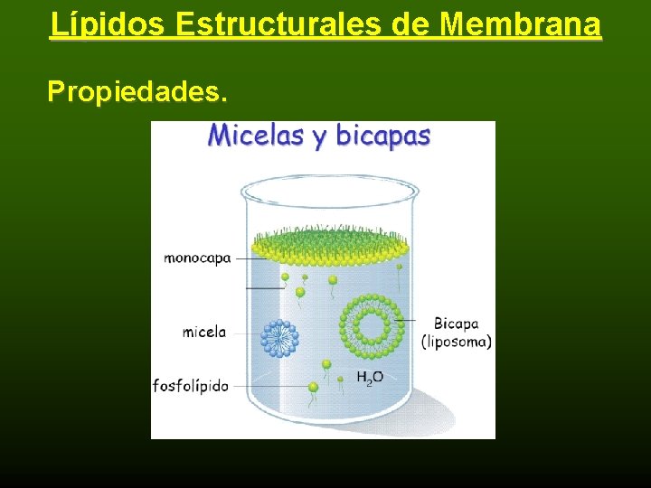 Lípidos Estructurales de Membrana Propiedades. 