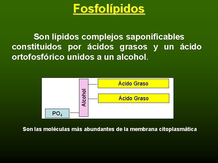 Fosfolípidos Son lípidos complejos saponificables constituidos por ácidos grasos y un ácido ortofosfórico unidos