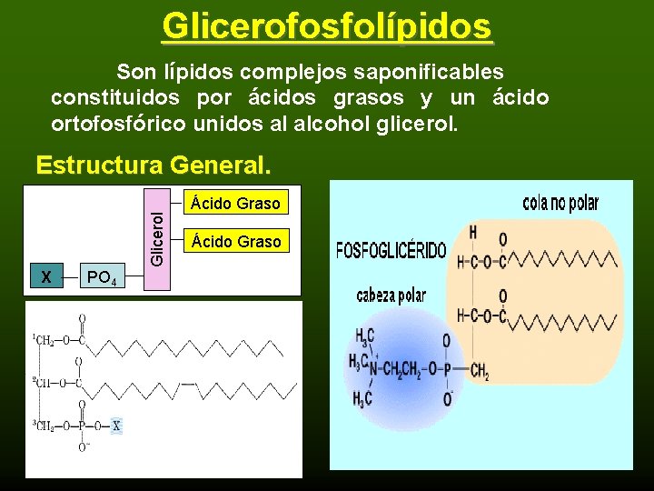 Glicerofosfolípidos Son lípidos complejos saponificables constituidos por ácidos grasos y un ácido ortofosfórico unidos