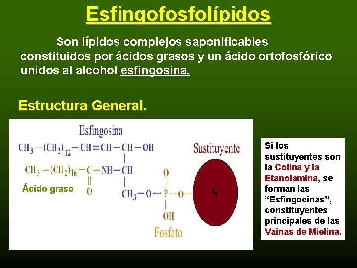 Esfingofosfolípidos Son lípidos complejos saponificables constituidos por ácidos grasos y un ácido ortofosfórico unidos