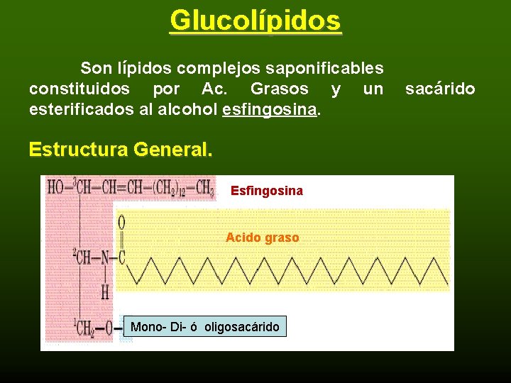 Glucolípidos Son lípidos complejos saponificables constituidos por Ac. Grasos y un esterificados al alcohol