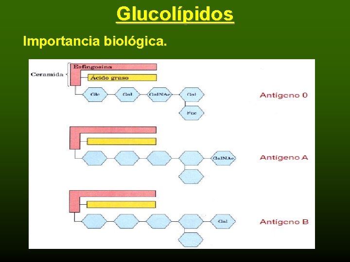 Glucolípidos Importancia biológica. 