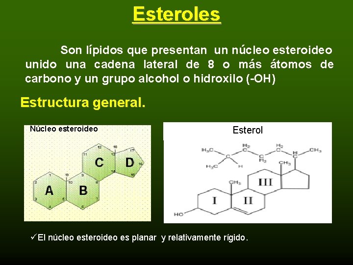 Esteroles Son lípidos que presentan un núcleo esteroideo unido una cadena lateral de 8