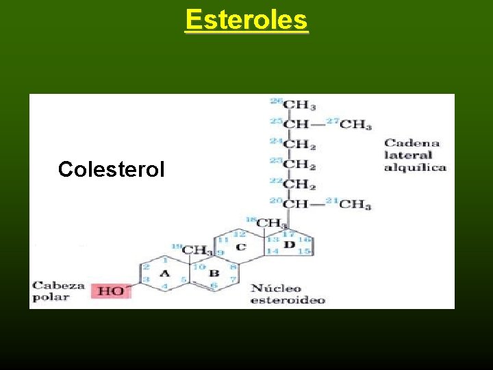 Esteroles Colesterol 