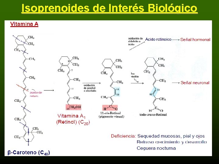 Isoprenoides de Interés Biológico 