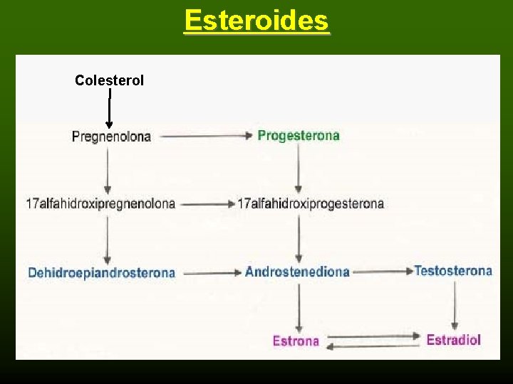 Esteroides Colesterol 