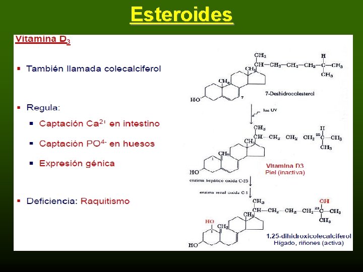Esteroides 