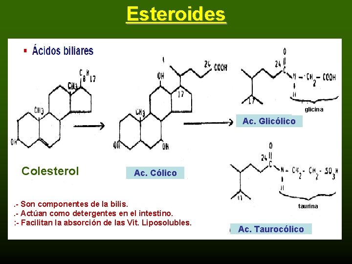 Esteroides glicina Ac. Glicólico Colesterol Ac. Cólico . - Son componentes de la bilis.